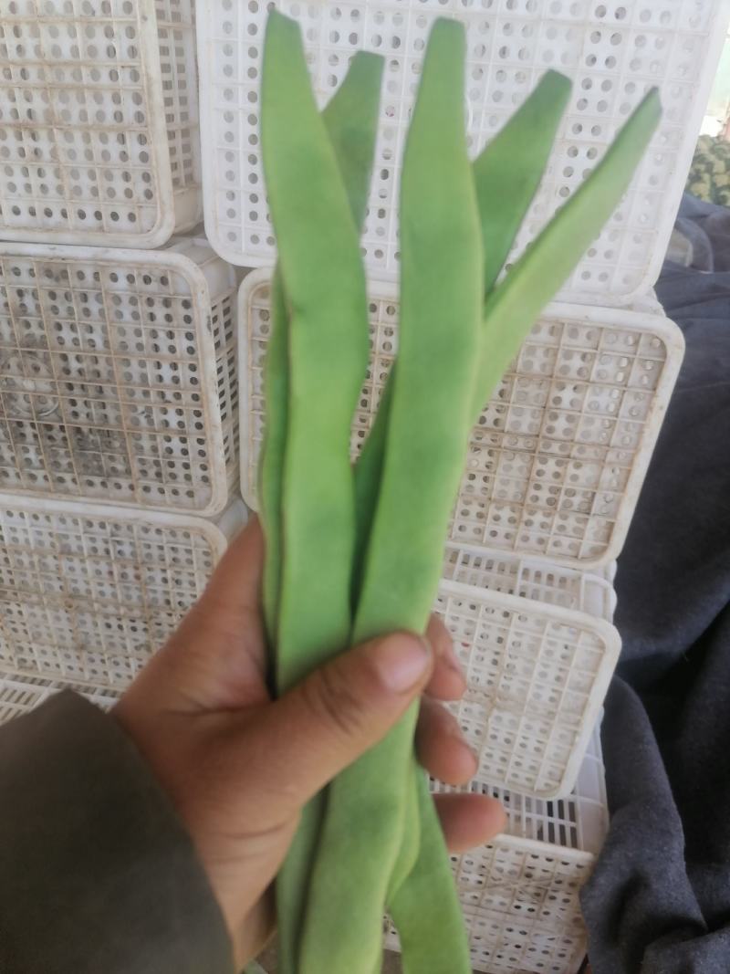 扁豆，青扁豆，绿扁豆，聊城产地扁豆大量供应中