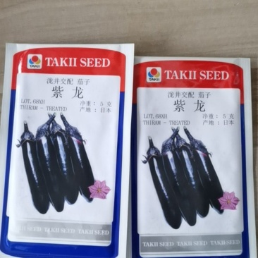 泷井交配紫龙茄子种子烧烤茄子种子越冬早春大棚春秋露地