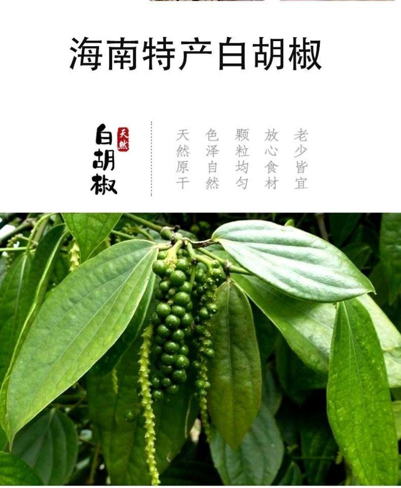 海南白胡椒颗粒干货批发零售饭店超市特级专供