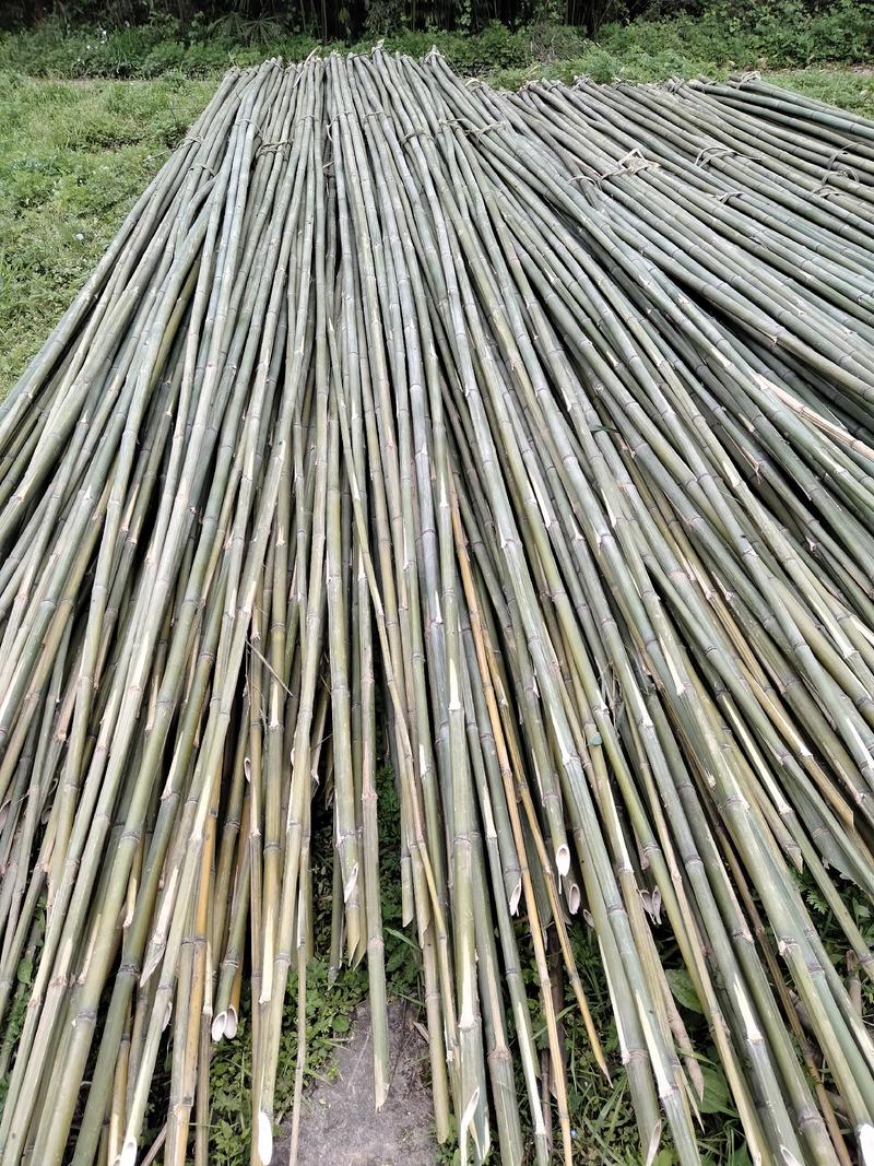 大棚竹子，菜架竹子，扶树竹竿，白夹竹，广安华蓥山直接发货