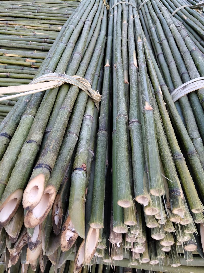 大棚竹子，菜架竹子，扶树竹竿，白夹竹，广安华蓥山直接发货