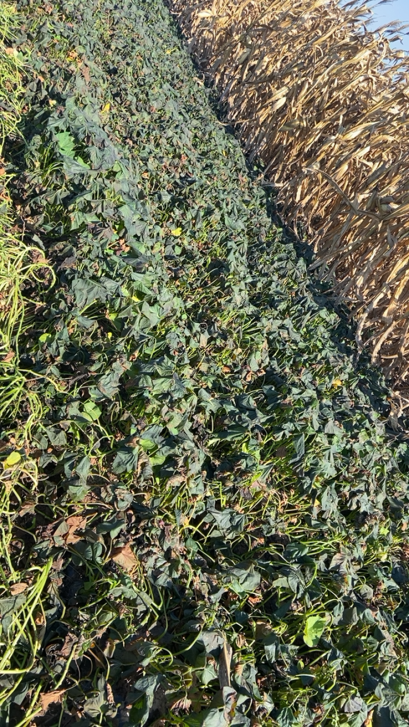红薯烟薯25特别适合烤食软糯香甜营养价值高