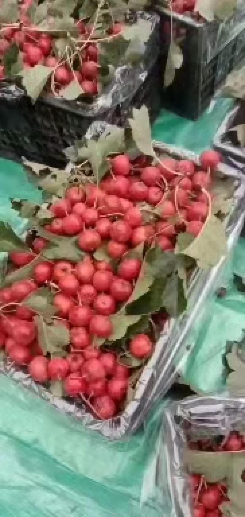 《精选》山楂山东临沂沂蒙山上的山楂代收代发全国