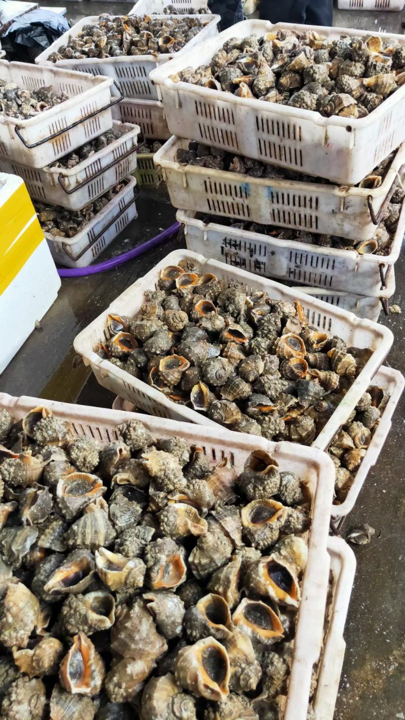 海螺，白螺，玉螺，全贝类都有规格齐全质量保证