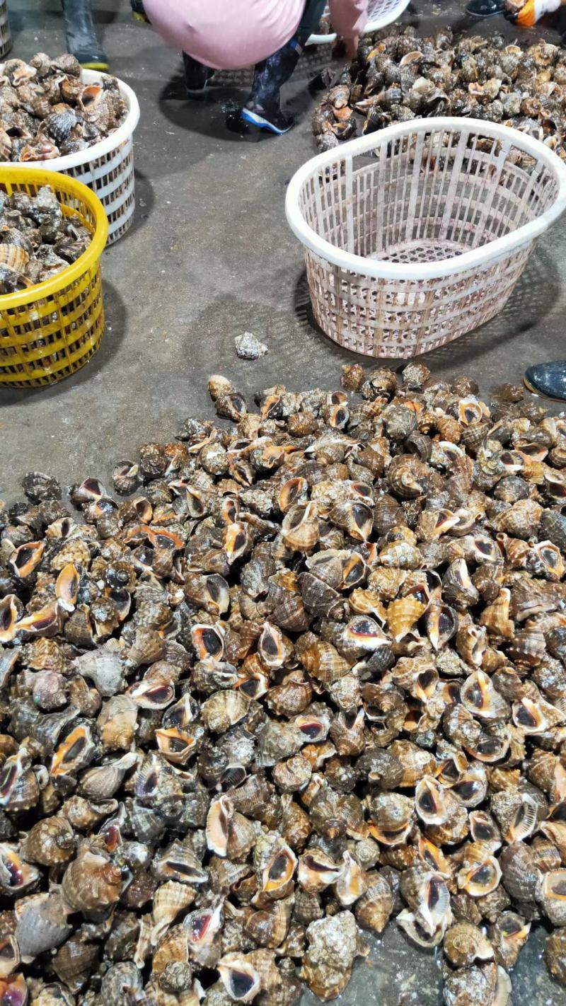海螺，白螺，玉螺，全贝类都有规格齐全质量保证