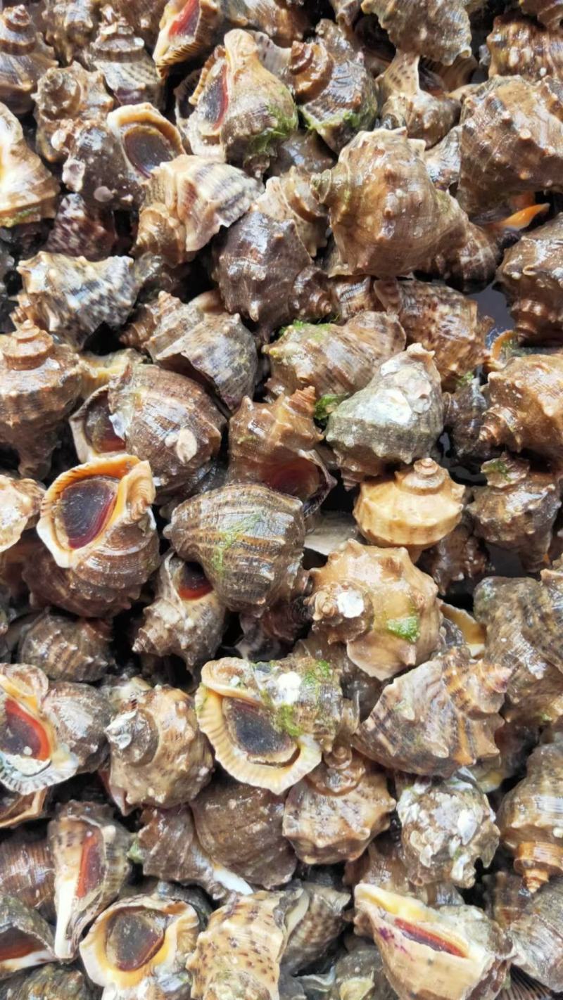 海螺，白螺，玉螺，全贝类都有规格齐全质量保证