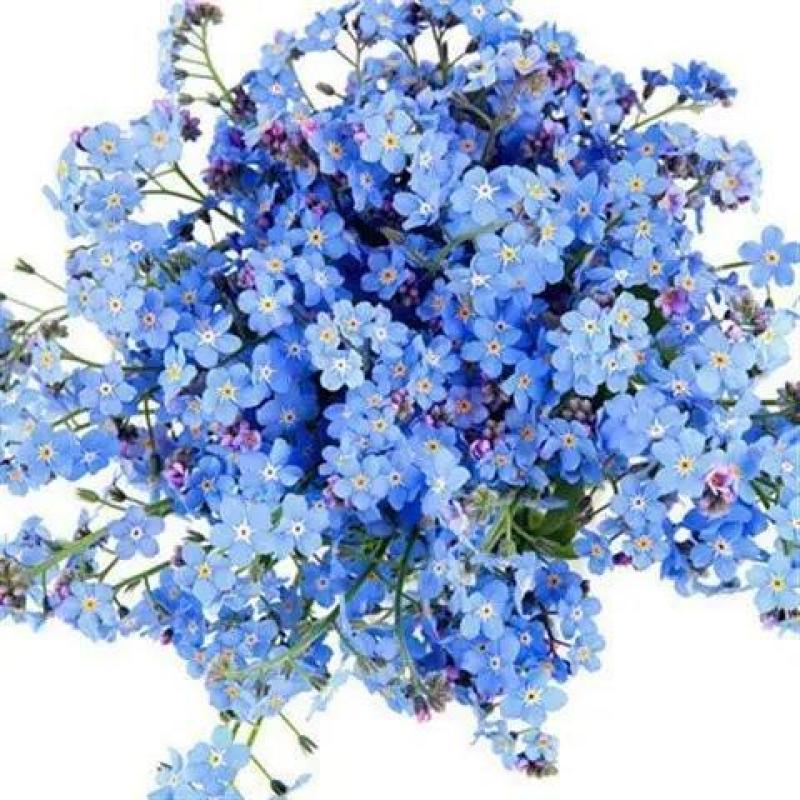 庭院勿忘草种子蓝色勿忘我种籽四季播易种草籽室内盆栽花卉