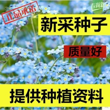 庭院勿忘草种子蓝色勿忘我种籽四季播易种草籽室内盆栽花卉