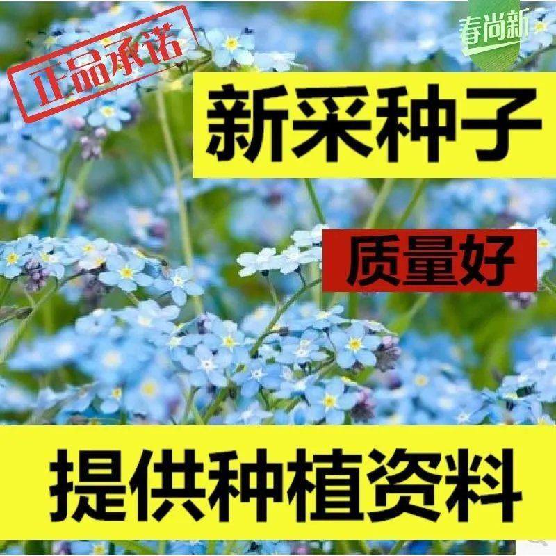 庭院勿忘草种子蓝色勿忘我种籽四季播易种草籽室内盆栽花卉