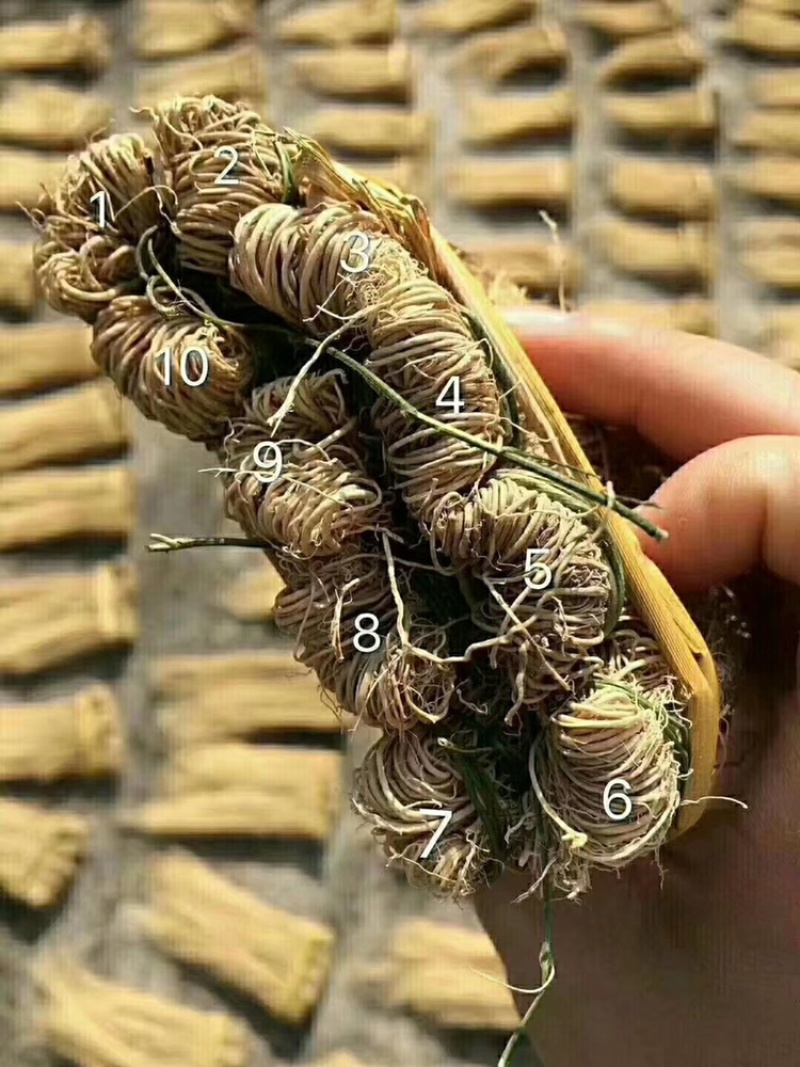 （精品养肝草）2023新货养肝草，货靓味美，产地直销