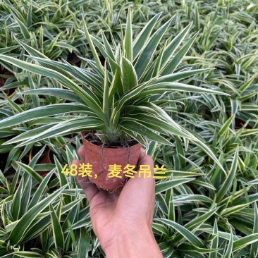 麦冬吊兰48盆/箱怕冷植物种植基地发货全年大量供应