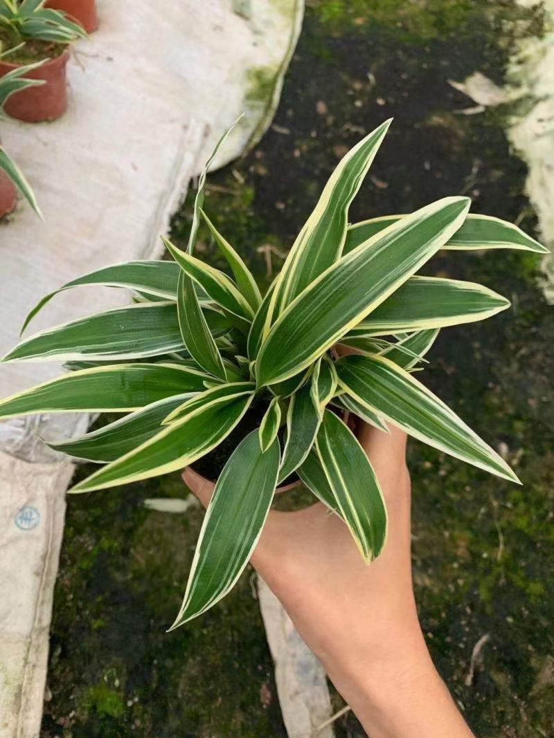 麦冬吊兰48盆/箱怕冷植物种植基地发货全年大量供应
