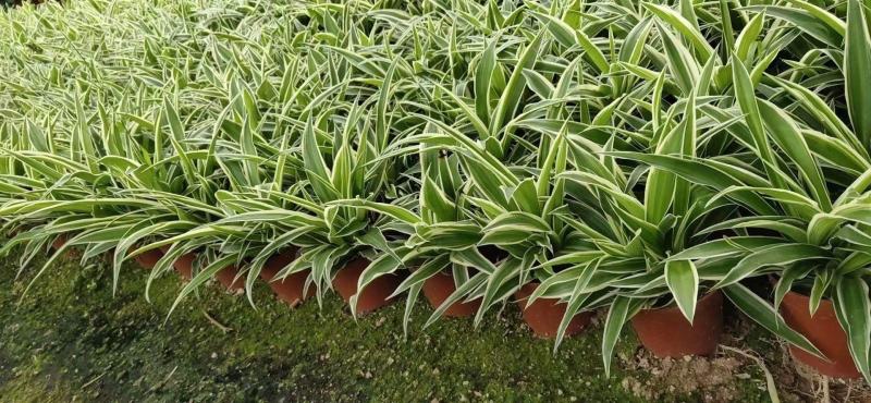 麦冬吊兰48盆/箱怕冷植物种植基地发货全年大量供应