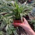 麦冬吊兰48盆/箱怕冷植物种植基地发货全年大量供应