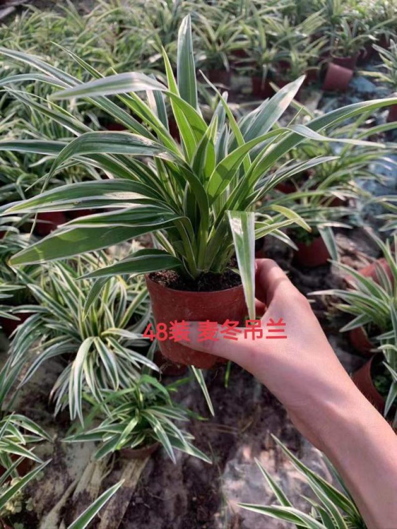 麦冬吊兰48盆/箱怕冷植物种植基地发货全年大量供应