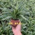 麦冬吊兰48盆/箱怕冷植物种植基地发货全年大量供应