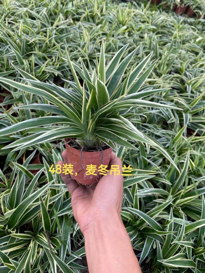 麦冬吊兰48盆/箱怕冷植物种植基地发货全年大量供应