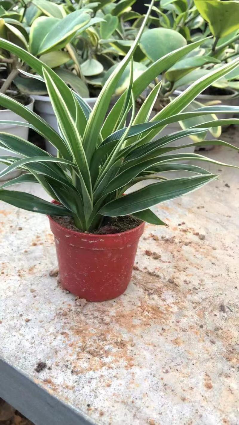 麦冬吊兰48盆/箱怕冷植物种植基地发货全年大量供应