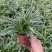 麦冬吊兰48盆/箱怕冷植物种植基地发货全年大量供应