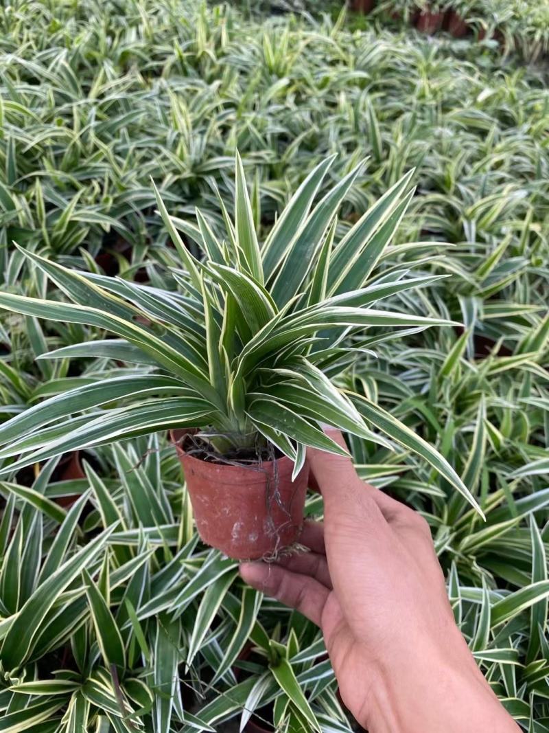 麦冬吊兰48盆/箱怕冷植物种植基地发货全年大量供应