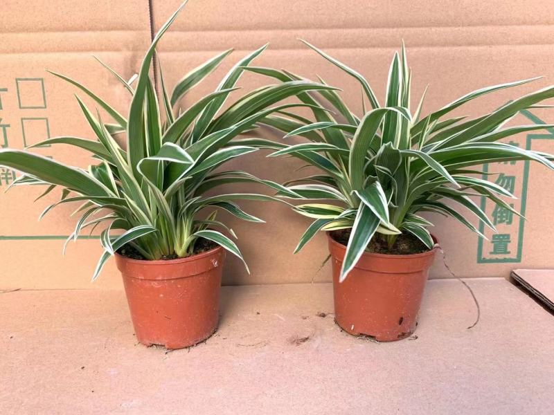 麦冬吊兰48盆/箱怕冷植物种植基地发货全年大量供应