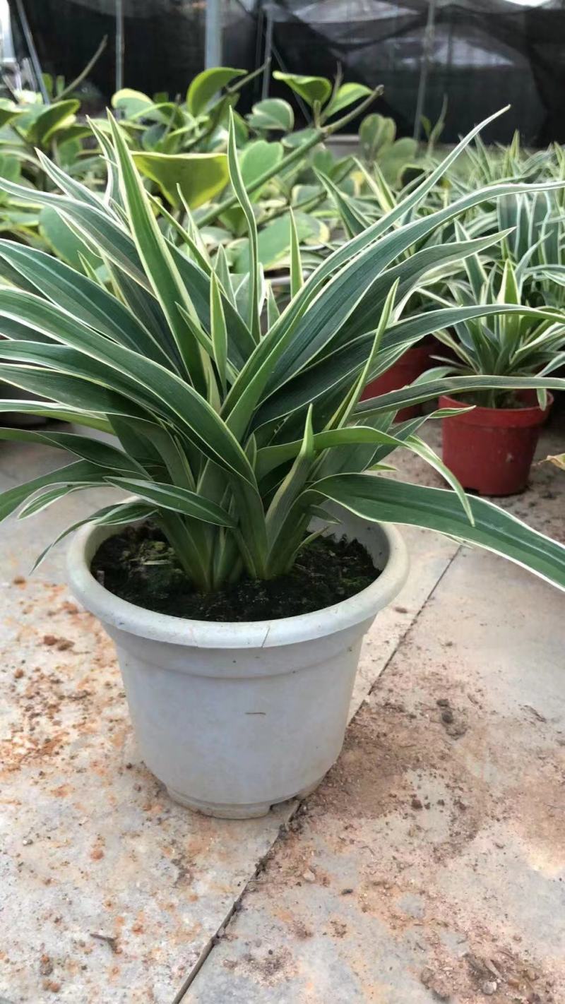 麦冬吊兰48盆/箱怕冷植物种植基地发货全年大量供应