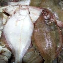 格陵兰进口深海鲽鱼清库低价出售种类很多