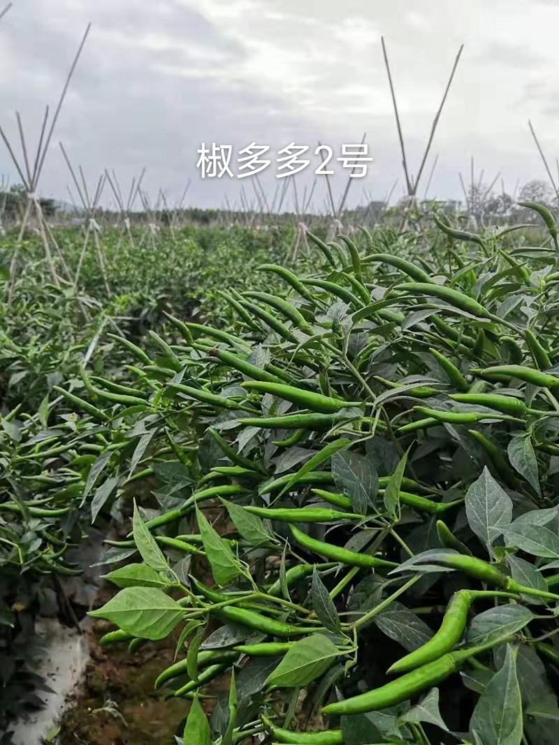 正宗椒多多2号朝天椒种子泰国引进大果型米椒种子高产单生