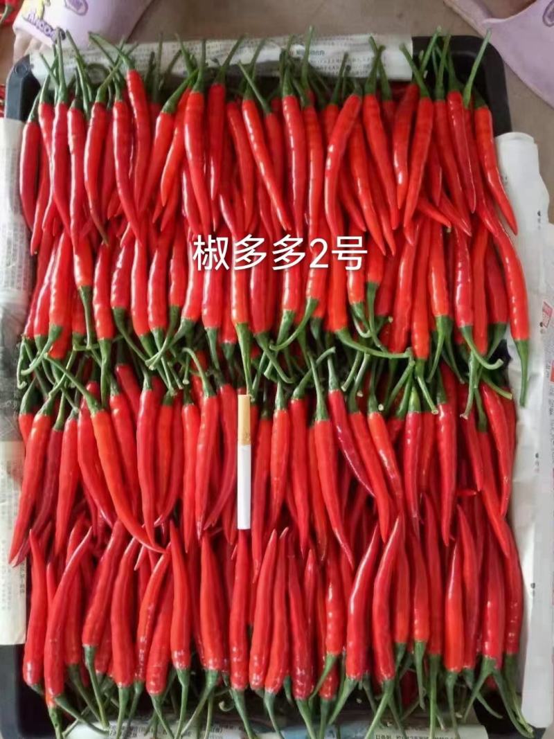 正宗椒多多2号朝天椒种子泰国引进大果型米椒种子高产单生