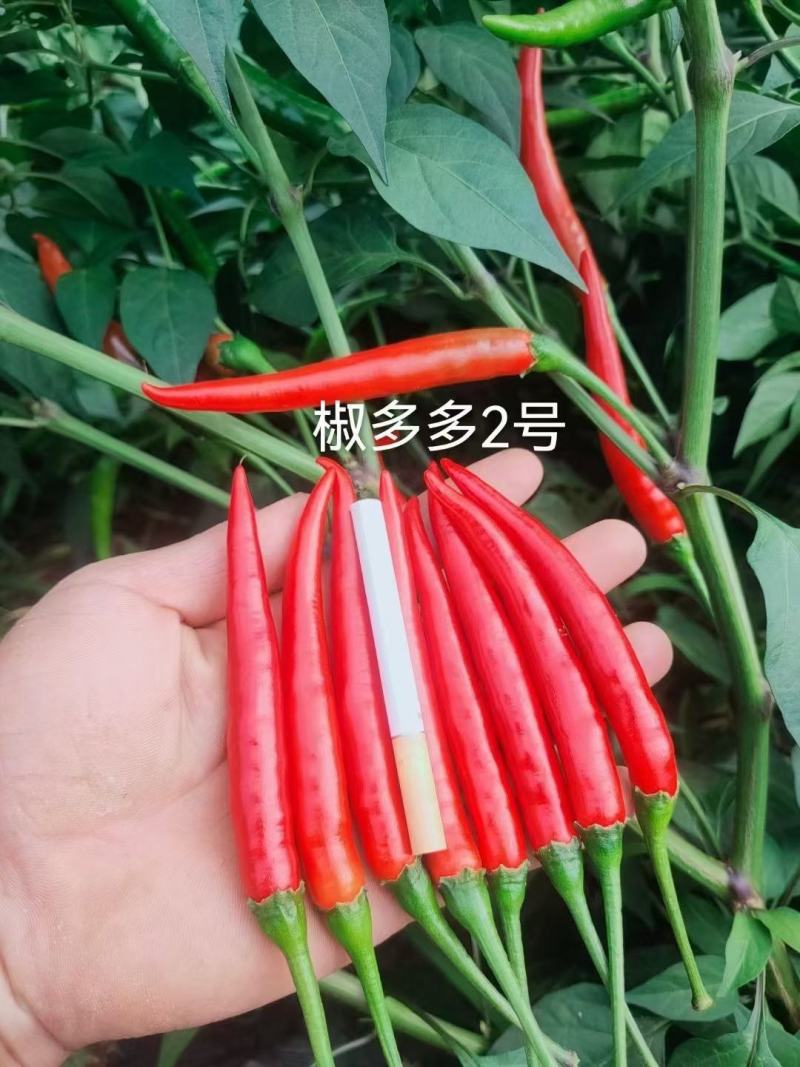 正宗椒多多2号朝天椒种子泰国引进大果型米椒种子高产单生