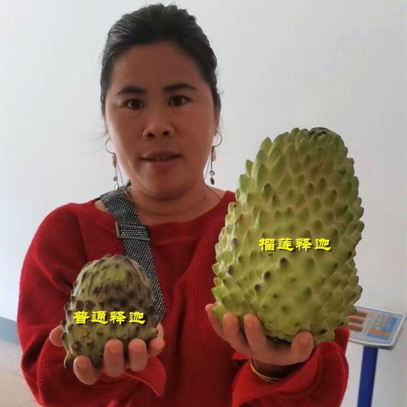 新品种泰国大黄释迦嫁接果苗凤梨释迦果苗南北方种植带土带杯