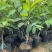新品种泰国大黄释迦嫁接果苗凤梨释迦果苗南北方种植带土带杯