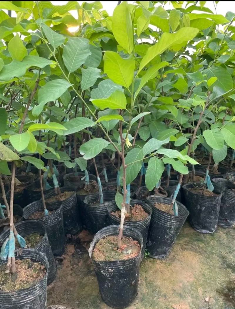 新品种泰国大黄释迦嫁接果苗凤梨释迦果苗南北方种植带土带杯
