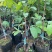 新品种泰国大黄释迦嫁接果苗凤梨释迦果苗南北方种植带土带杯