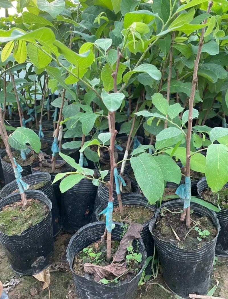 新品种泰国大黄释迦嫁接果苗凤梨释迦果苗南北方种植带土带杯