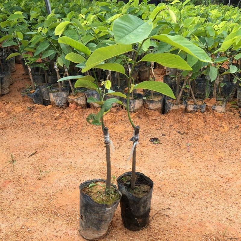 新品种泰国大黄释迦嫁接果苗凤梨释迦果苗南北方种植带土带杯