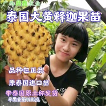 新品种泰国大黄释迦嫁接果苗凤梨释迦果苗南北方种植带土带杯