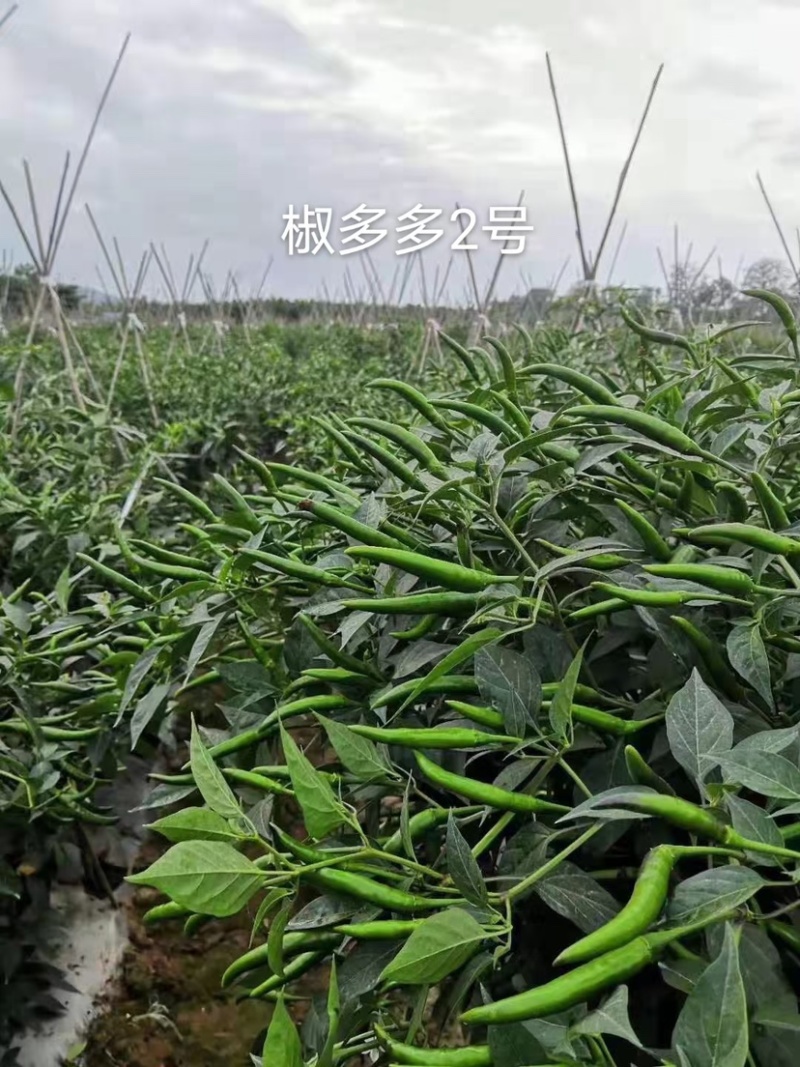 原装椒多多3号朝天椒种子泰国引进品种单生朝天椒种子