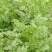 大量出售香菜