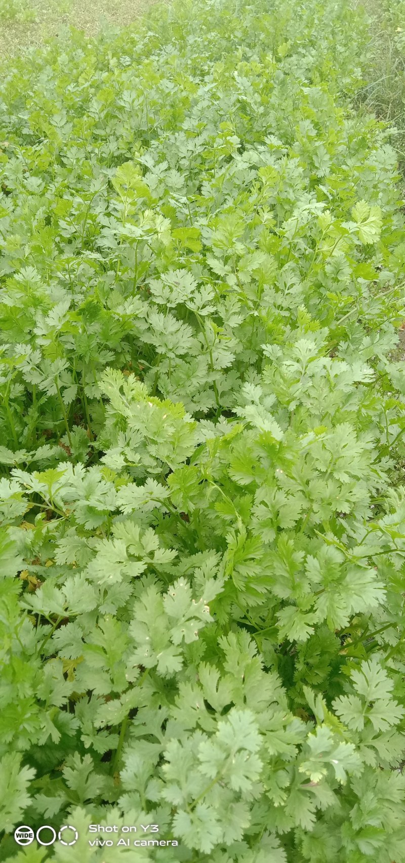 大量出售香菜