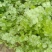 大量出售香菜