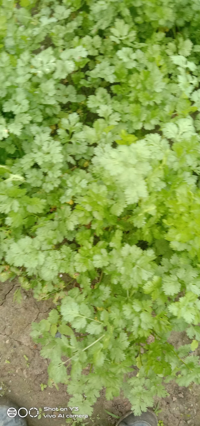 大量出售香菜