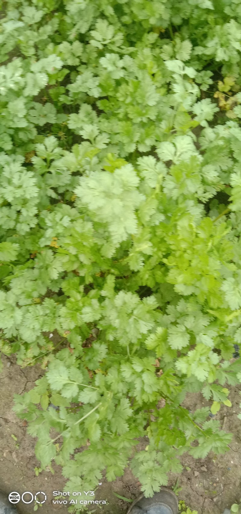 大量出售香菜