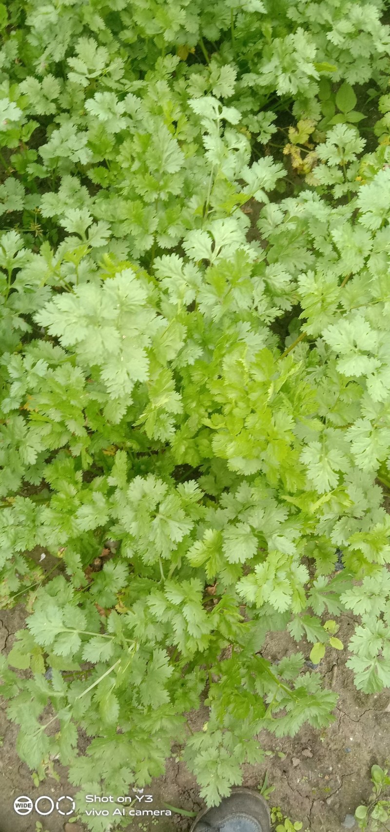 大量出售香菜
