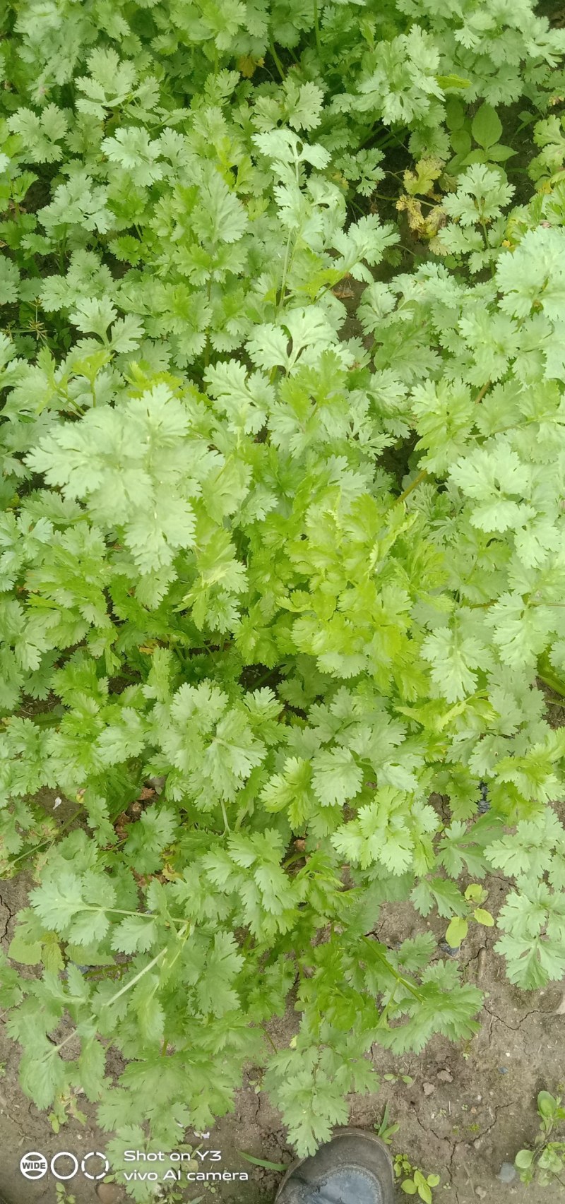 大量出售香菜