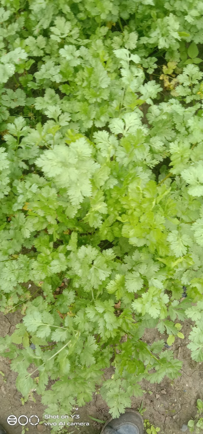 大量出售香菜