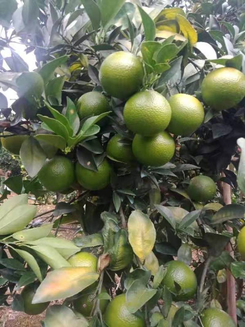 红江澄