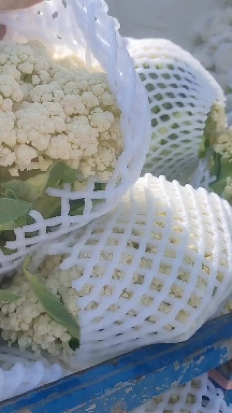散菜花陕西精品松花菜大量上市精品货源欢迎采购