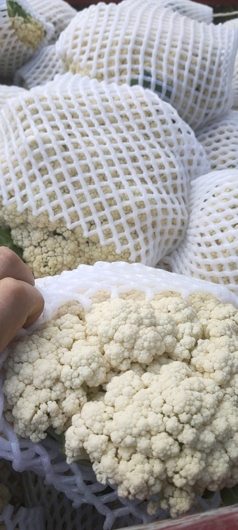 散菜花陕西精品松花菜大量上市精品货源欢迎采购