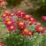 除虫菊种子驱蚊花草种子多年生四季易播阳台盆栽庭院花卉种子